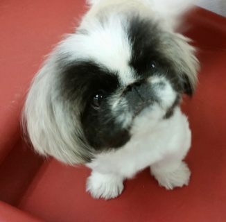 coco-m
