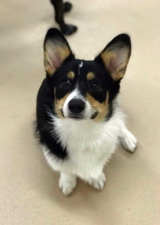cooper-g