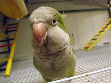 freeway-(quaker-parrot)