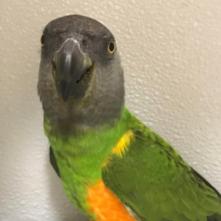 lois-(senegal-parrot)