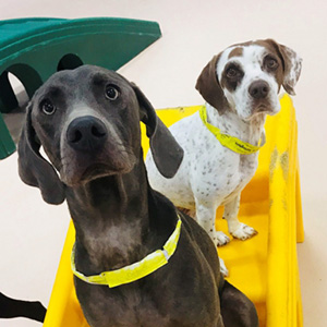 Two dogs enjoying dog daycare at Care-A-Lot Pet Resorts