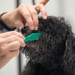 Dog grooming and teeth brushing in Virginia Beach