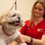 Happy dog with dog groomer at Care-a-lot pet resorts in Virginia Beach