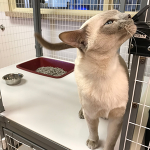 Cat boarding in Virginia Beach at Care-A-Lot Resorts