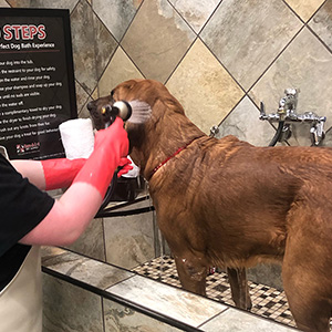 Self Serve Dog Wash in Virginia Beach